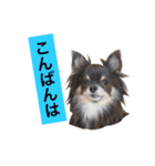 るな＆アラス（個別スタンプ：3）