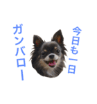 るな＆アラス（個別スタンプ：5）