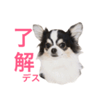 るな＆アラス（個別スタンプ：12）