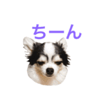るな＆アラス（個別スタンプ：19）