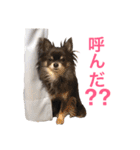 るな＆アラス（個別スタンプ：36）