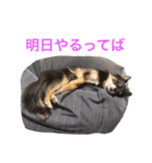 るな＆アラス（個別スタンプ：37）