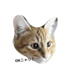 cats meeting 2017（個別スタンプ：1）
