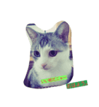 cats meeting 2017（個別スタンプ：2）