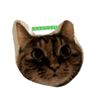 cats meeting 2017（個別スタンプ：3）