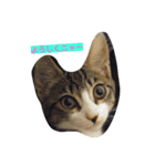 cats meeting 2017（個別スタンプ：4）