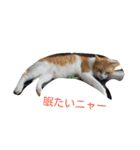 cats meeting 2017（個別スタンプ：5）