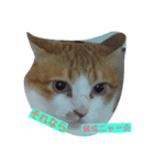 cats meeting 2017（個別スタンプ：6）