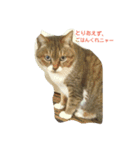 cats meeting 2017（個別スタンプ：7）