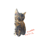 cats meeting 2017（個別スタンプ：8）