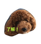 こてさん（個別スタンプ：1）