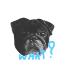 Nusuktheblackpug1（個別スタンプ：2）