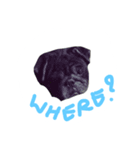 Nusuktheblackpug1（個別スタンプ：4）