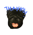 Nusuktheblackpug1（個別スタンプ：6）