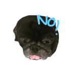 Nusuktheblackpug1（個別スタンプ：7）