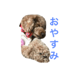 トイプードル イリス（個別スタンプ：4）