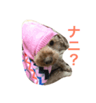 トイプードル イリス（個別スタンプ：7）