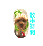 トイプードル イリス（個別スタンプ：8）