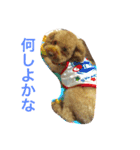 トイプードル イリス（個別スタンプ：10）