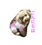 トイプードル イリス（個別スタンプ：13）