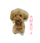 トイプードル イリス（個別スタンプ：14）