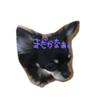 チワワのLaLachan（個別スタンプ：1）