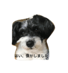 syouta！（個別スタンプ：5）