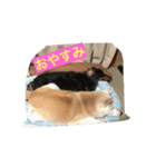 HANASUN（個別スタンプ：2）