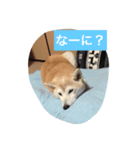 HANASUN（個別スタンプ：5）