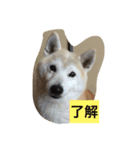 HANASUN（個別スタンプ：7）