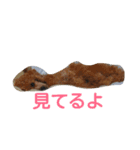 penpenta（個別スタンプ：1）