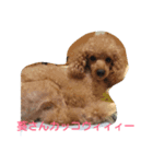penpenta（個別スタンプ：5）