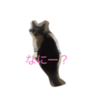 my cat miu（個別スタンプ：2）