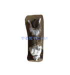 my cat miu（個別スタンプ：4）