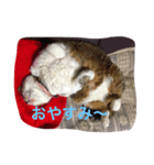 my cat miu（個別スタンプ：5）