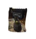 my cat miu（個別スタンプ：7）