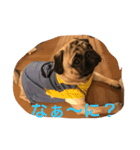 つなよし（個別スタンプ：1）