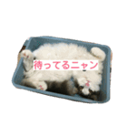 海とタイガ（個別スタンプ：1）