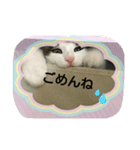 海とタイガ（個別スタンプ：7）