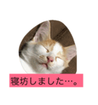 子猫2匹で日常を表現（個別スタンプ：1）