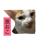 子猫2匹で日常を表現（個別スタンプ：4）