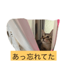 子猫2匹で日常を表現（個別スタンプ：5）