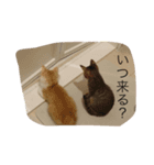 子猫2匹で日常を表現（個別スタンプ：7）