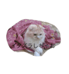 にゃんこっずpart2（個別スタンプ：1）