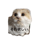 にゃんこっずpart2（個別スタンプ：6）