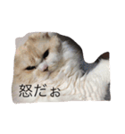 にゃんこっずpart2（個別スタンプ：7）