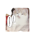 にゃんこっずpart2（個別スタンプ：17）