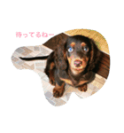 ダックス デイズ（個別スタンプ：2）