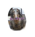 ダックス デイズ（個別スタンプ：8）