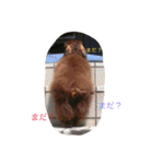 ダックス デイズ（個別スタンプ：9）